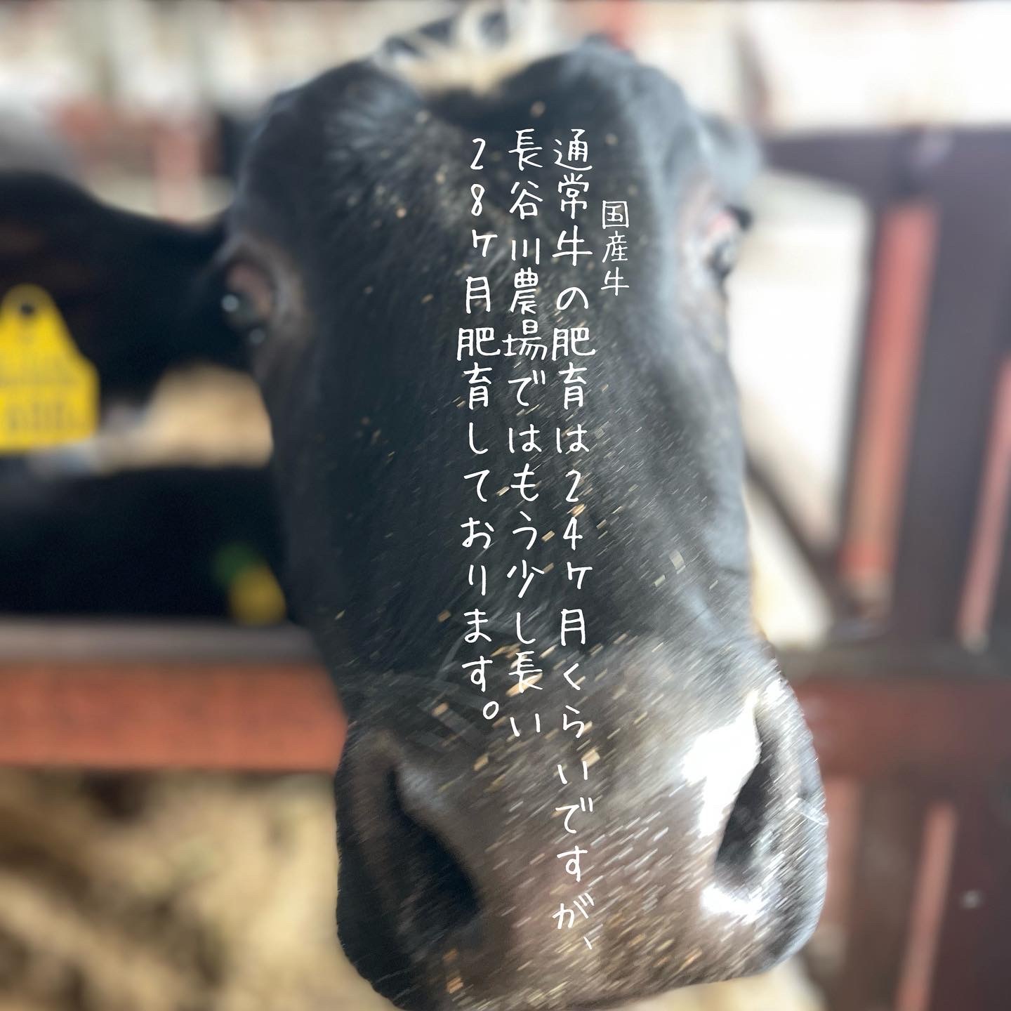 ふるさと納税 農場直送！足利マール牛　サーロイン4枚セット 栃木県足利市