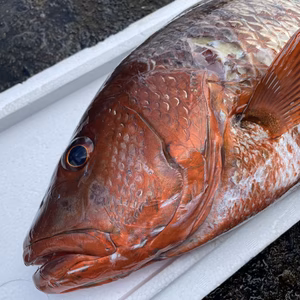 （魚突き）ゴマフエダイ3.5kg 内臓、鱗処理済み