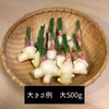 季節の変わり目に身体ポカポカ！千葉県産　新生姜　500g