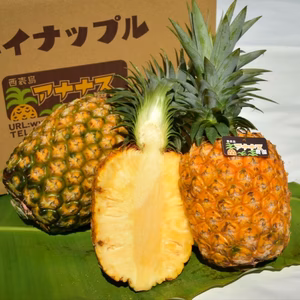 １度は食べてほしいセール！沖縄パイナップルの王様ゴールドバレル３ｋｇ;2～4玉