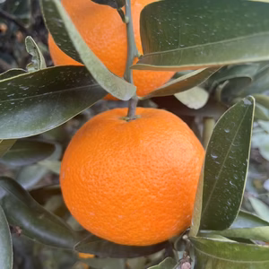 プレゼント付き！！　伊予柑　家庭用　農家直送　愛媛県　中島