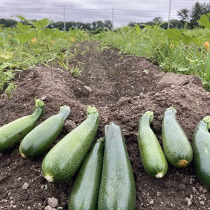 皮ごと生でイケちゃう色んなサイズのズッキーニさん １kg 自家採種