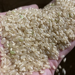 \\令和2年産新米//つちや農園「里山のつぶ」