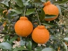 春の柑橘（春柑橘彩）セット4.5kg【予約商品につき3月〜発送】限定30箱