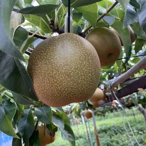 【８月１６日出荷予定】【20名様限定】みずみずしい甘さと酸味がある　豊水梨