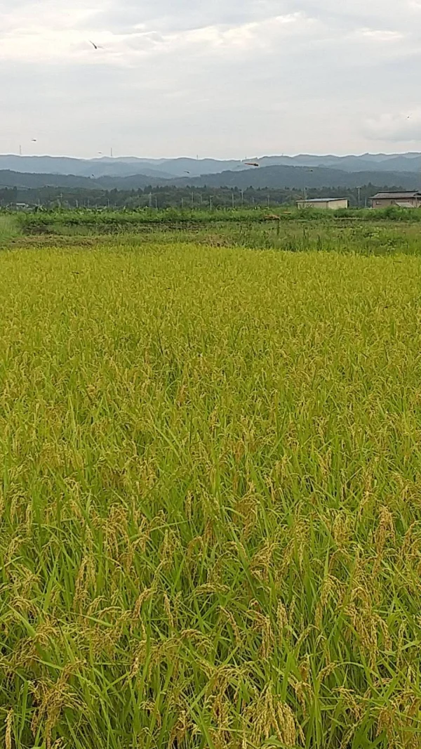 欽ちゃん農場