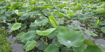 レンコンの成長を写真で振り返る
