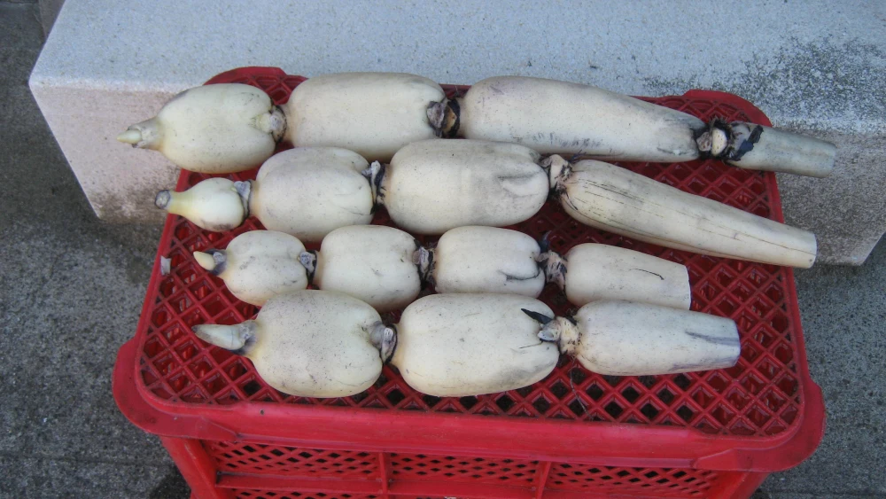 生命力あふれる木更津レンコン（市場仕様）４kg　今が旬！