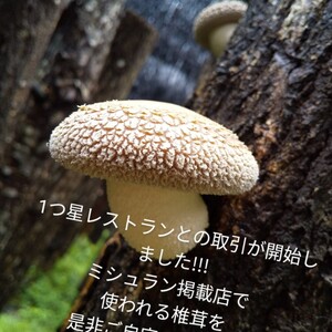 ビックジャンボ